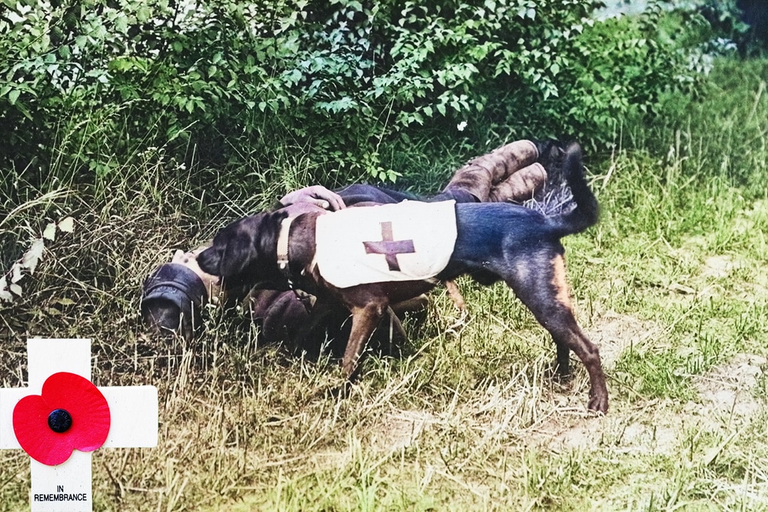 British Ambulance Dog with a wounder soldier in World War 1