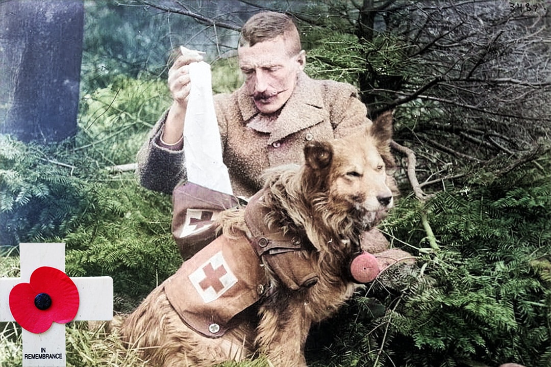 A British mercy dog with a wounder solider