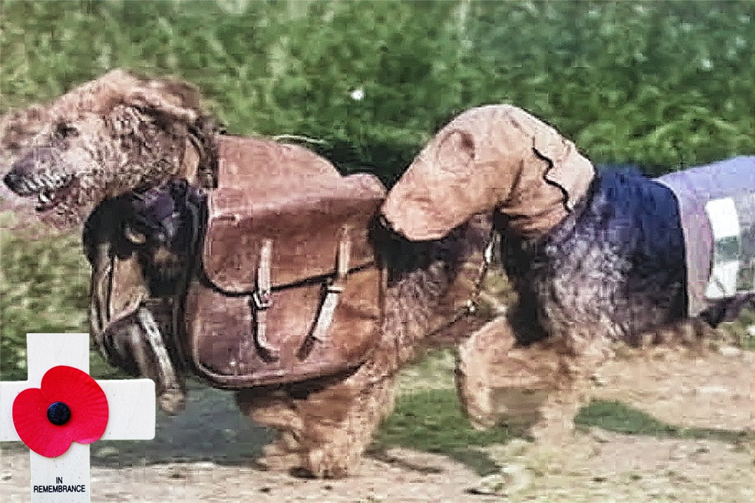 Two WWI First Aiders dogs