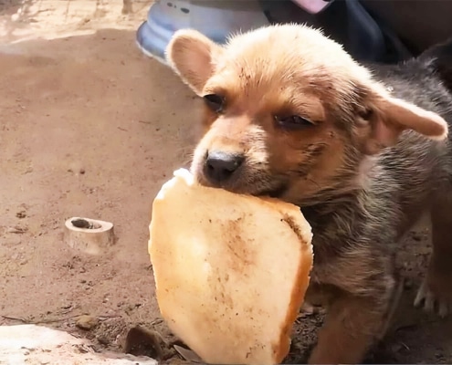 Gunnar, the adorable puppy carrying his only food to share