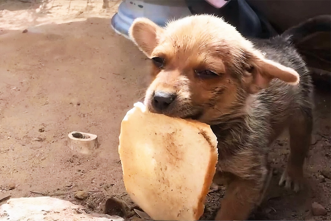 Gunnar, the adorable puppy carrying his only food to share