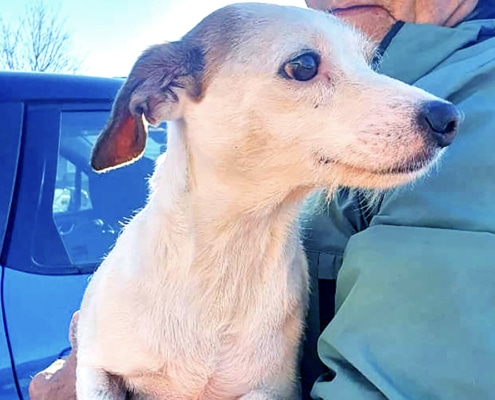 Millie, the missing Jack Russell saved by a sausage