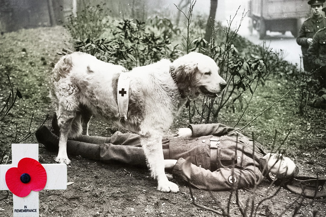 A Rescue dog from the Royal Vets with an injured soldier