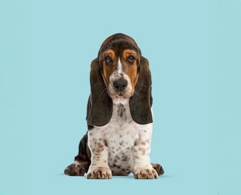 Sad Basset Hound puppy