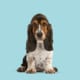 Sad Basset Hound puppy