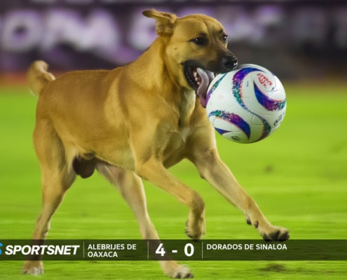 Max, the Mexican football playing dog