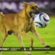 Max, the Mexican football playing dog