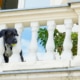Booba on the balcony with his tennis ball