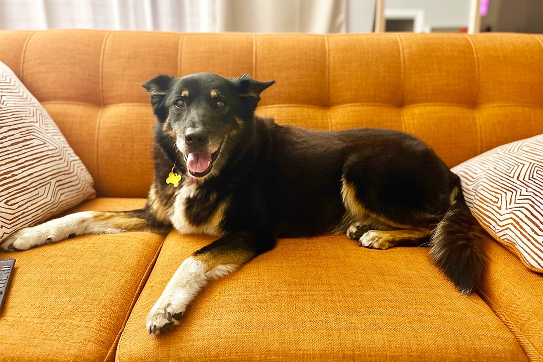 Ginger the 12-year-old sister now adopted