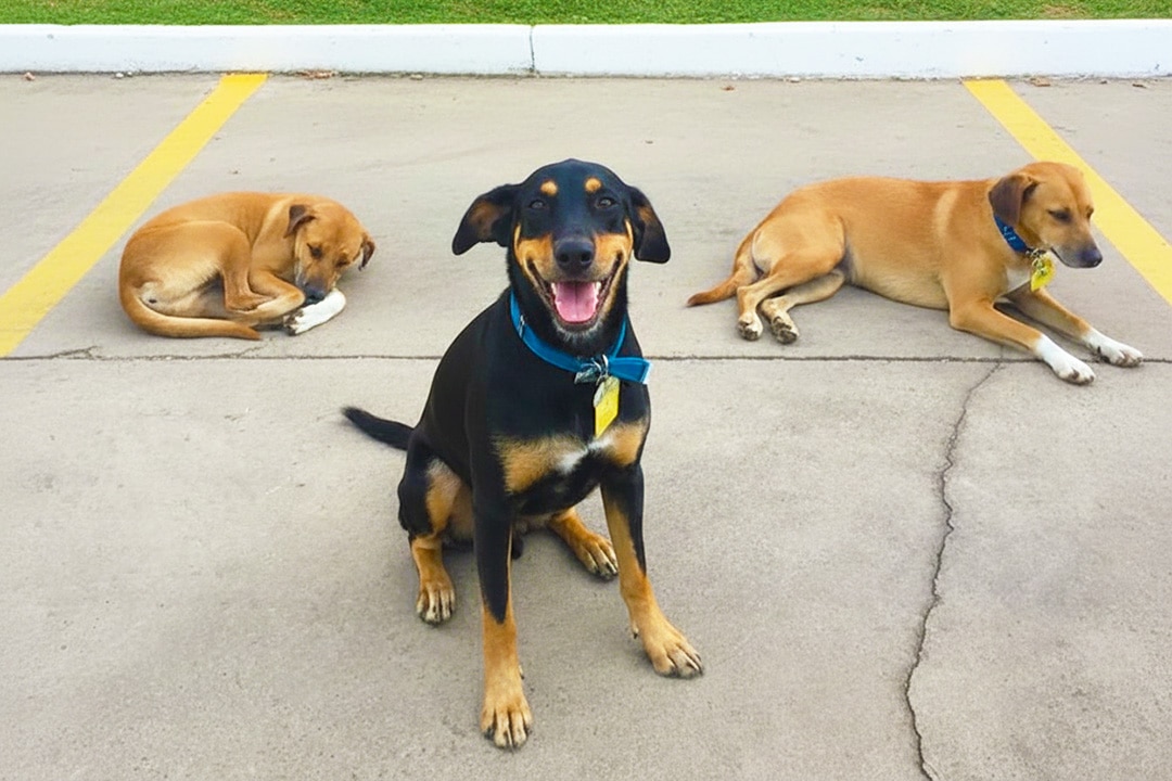 The Security Team dogs - Manos, Marmaduke and Trakinas