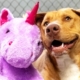 Sisu and the Purple Unicorn