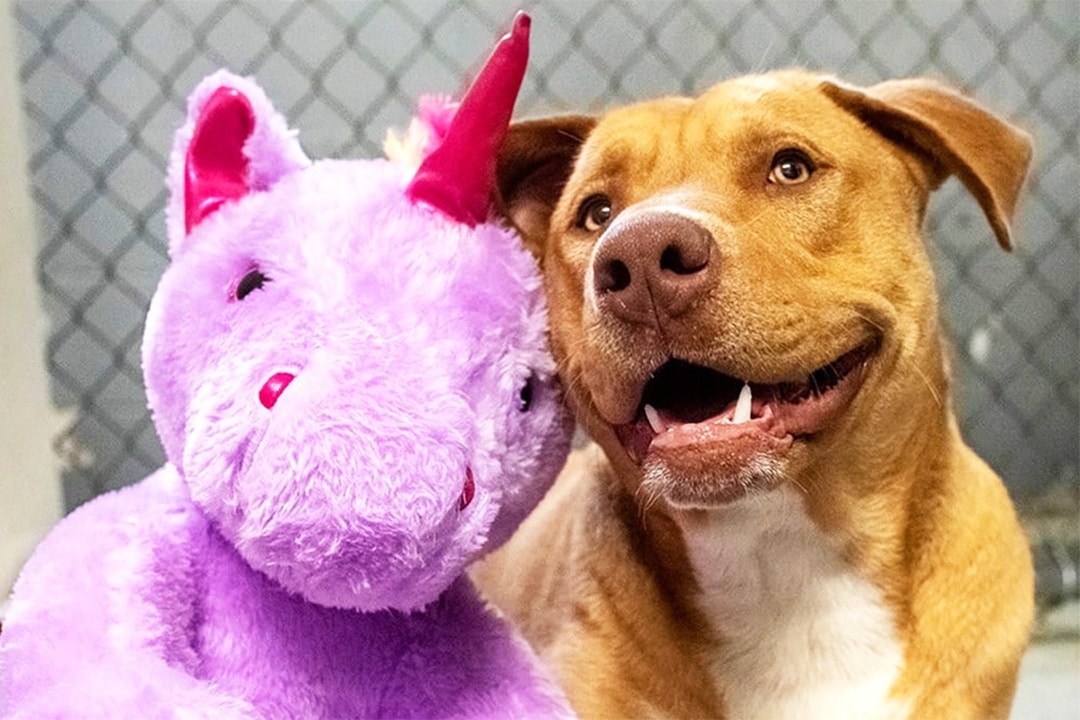 Sisu and the Purple Unicorn