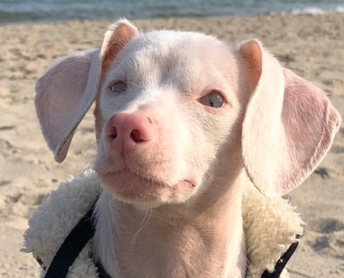 Piglet, the blind, deaf Chihuahua-Dachshund cross at the beach