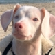 Piglet, the blind, deaf Chihuahua-Dachshund cross at the beach