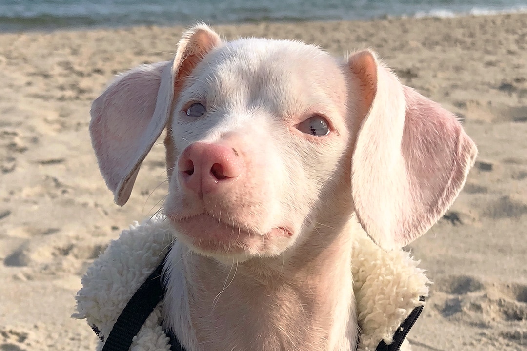 Piglet, the blind, deaf Chihuahua-Dachshund cross at the beach