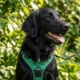 Pippit the Flatcoat Retriever