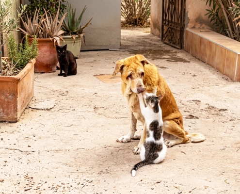 Tam and Elodie at the Sunshine Animal Refuge Agadir
