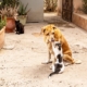 Tam and Elodie at the Sunshine Animal Refuge Agadir
