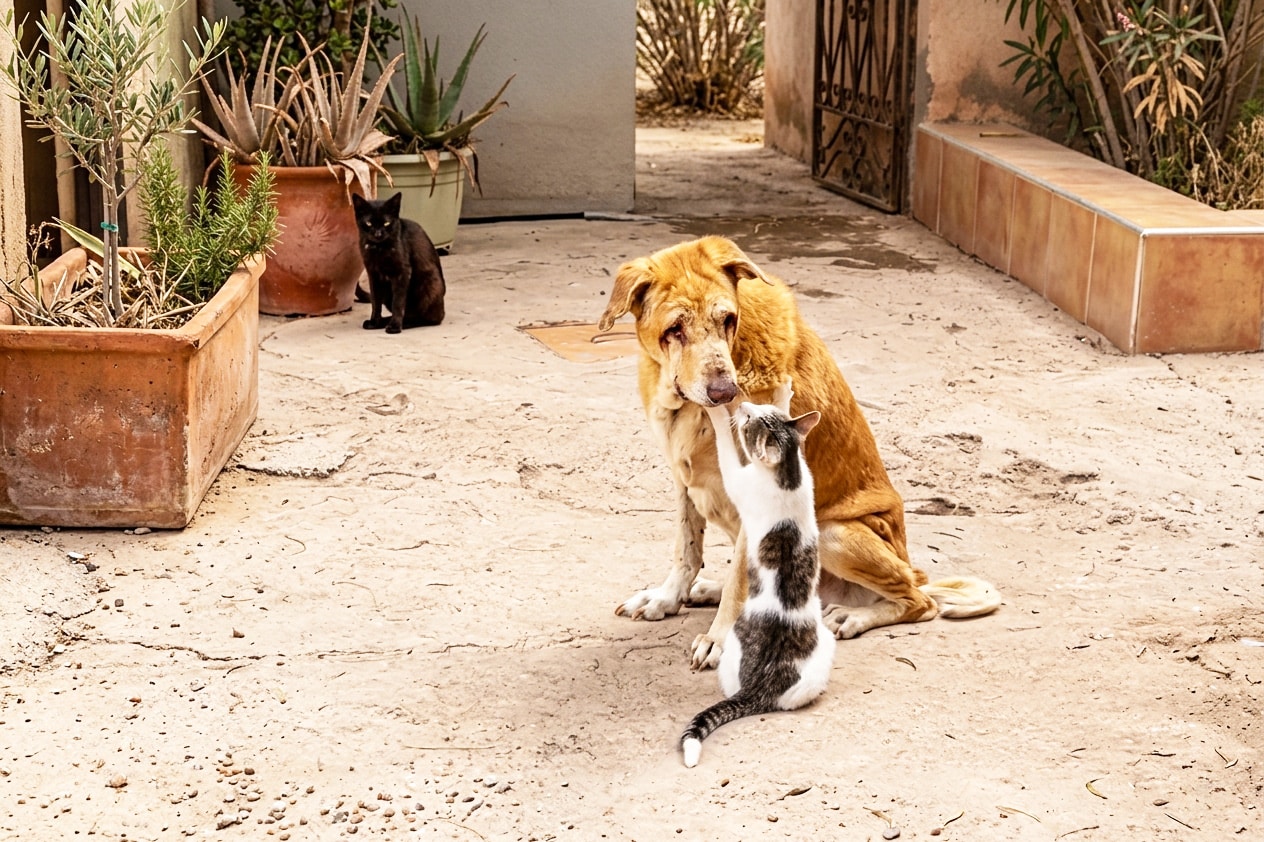 Tam and Elodie at the Sunshine Animal Refuge Agadir