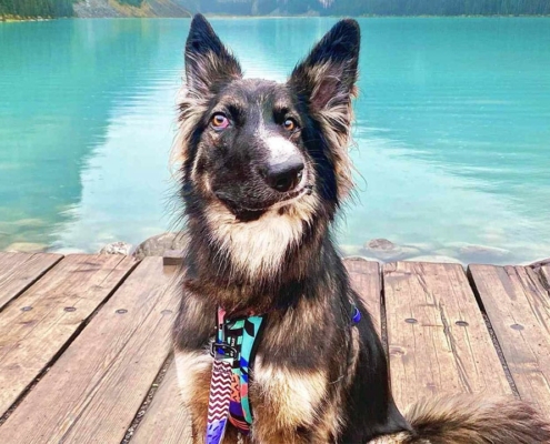 Brodie sitting by a lake