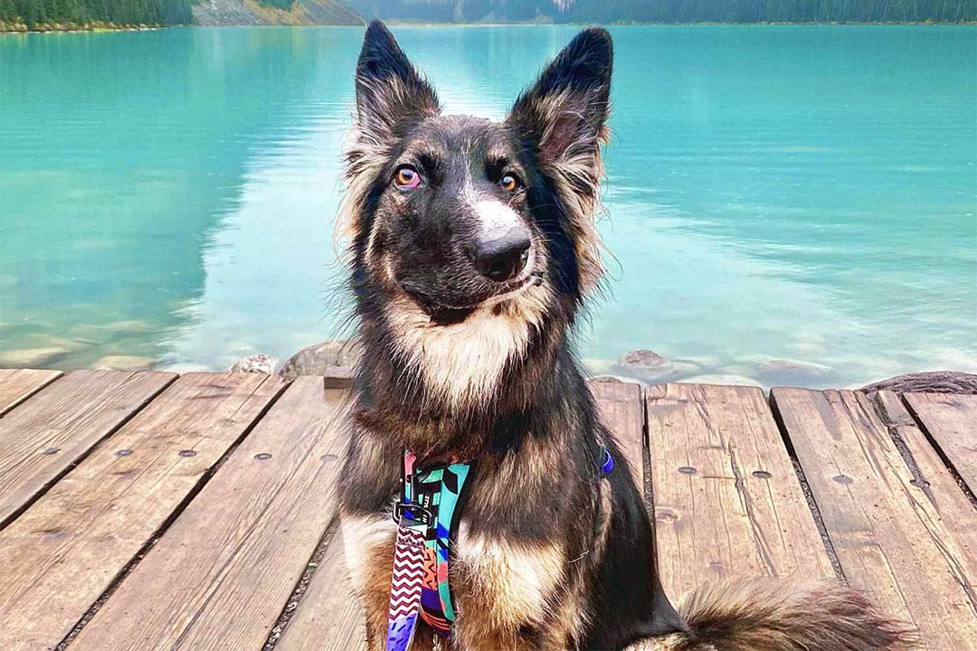 Brodie sitting by a lake