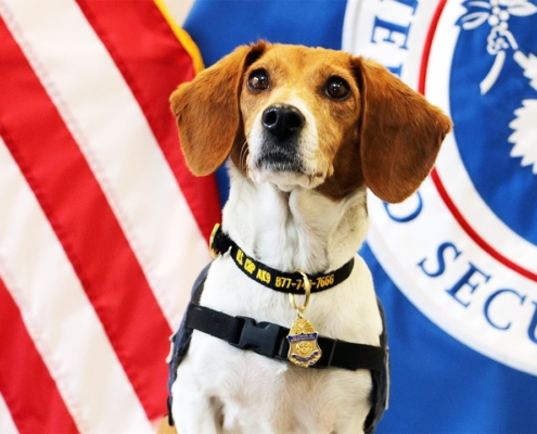 Member of the Beagle Brigade in front of the Department of Homeland Security flag