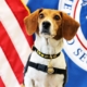 Member of the Beagle Brigade in front of the Department of Homeland Security flag