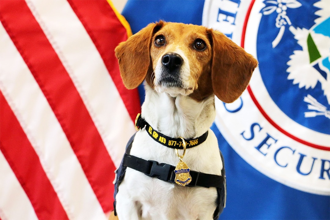 Member of the Beagle Brigade in front of the Department of Homeland Security flag