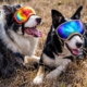 Hercules and Ned in their goggles