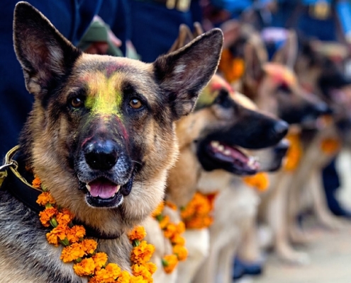 Police dogs stand in line at the Nepalese Festival of Dogs