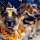 Police dogs stand in line at the Nepalese Festival of Dogs