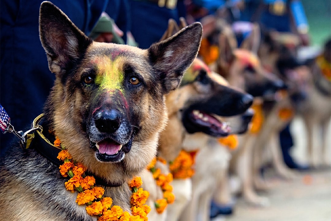 Police dogs stand in line at the Nepalese Festival of Dogs