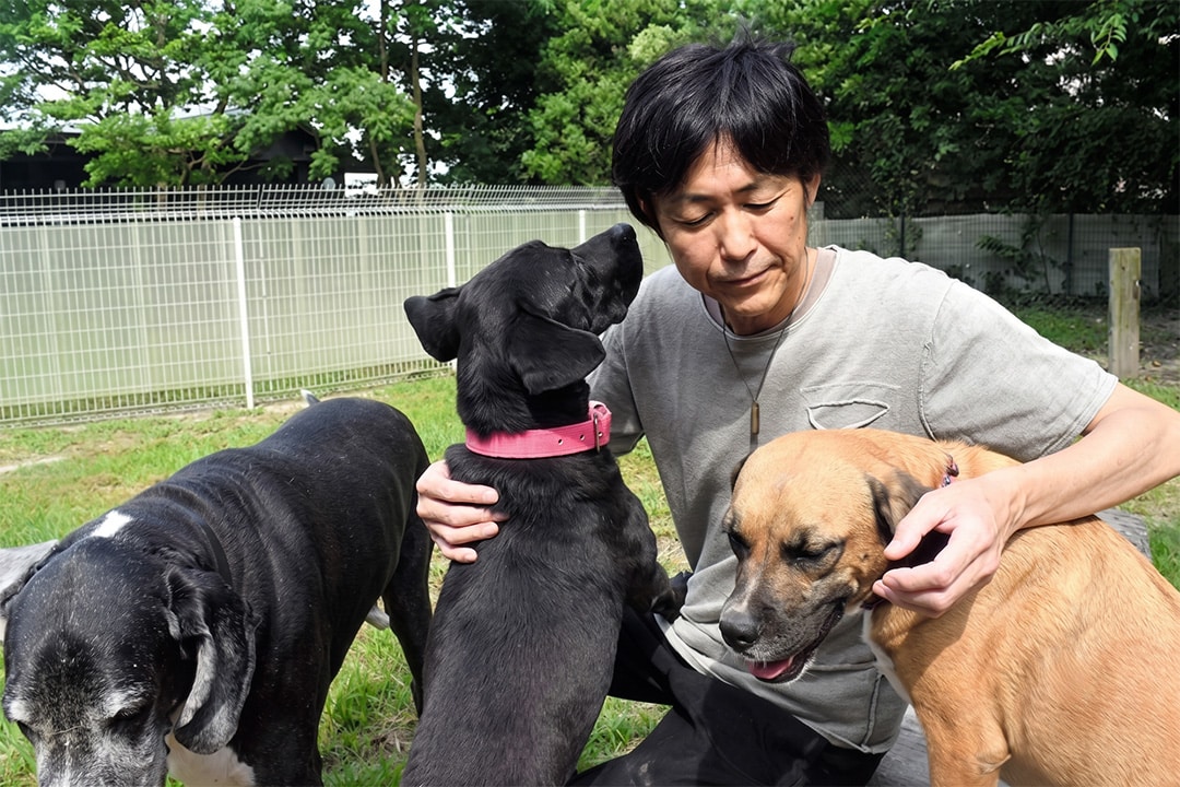 Hirotaka Saito at the Wansfree Canine Rescue with three of the dogs