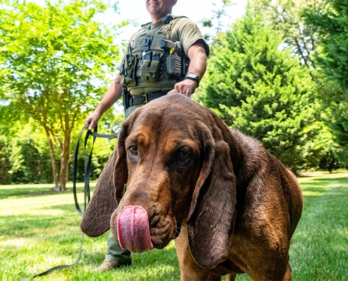 Remi the bloodhound at work