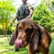 Remi the bloodhound at work