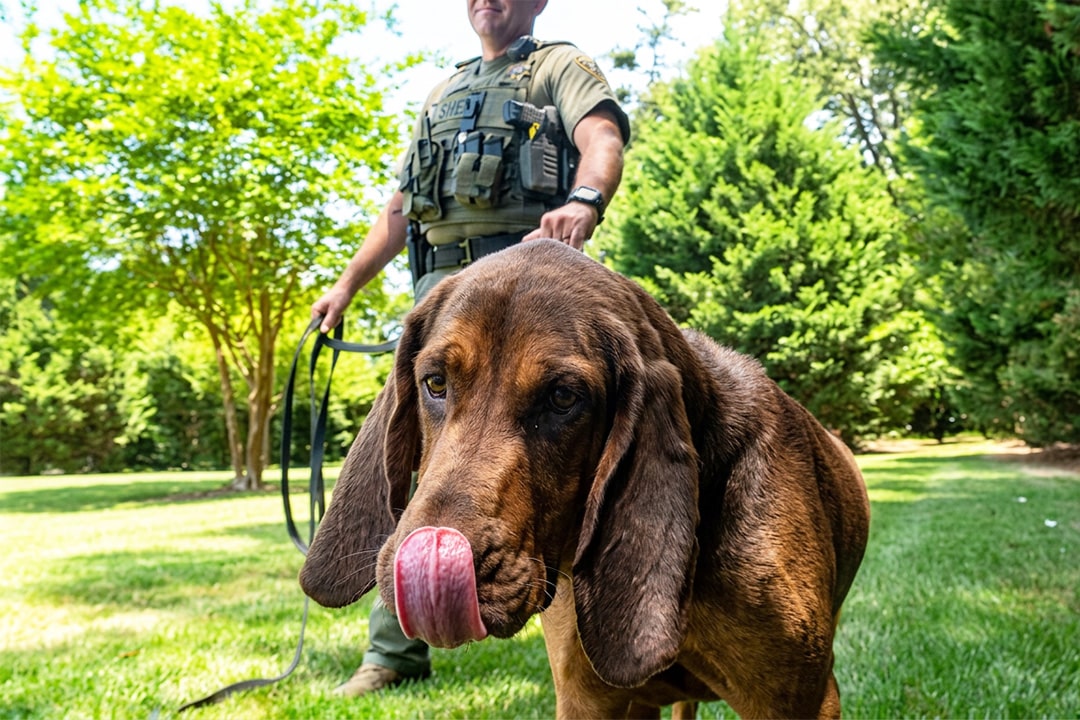 Remi the bloodhound at work