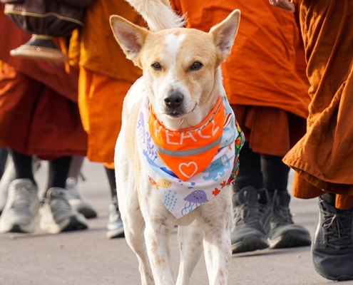 Aloka the Peace Dog walking in front of a group of monks