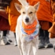 Aloka the Peace Dog walking in front of a group of monks