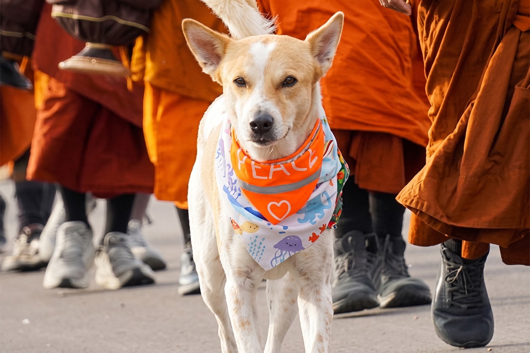 Aloka the Peace Dog walking in front of a group of monks