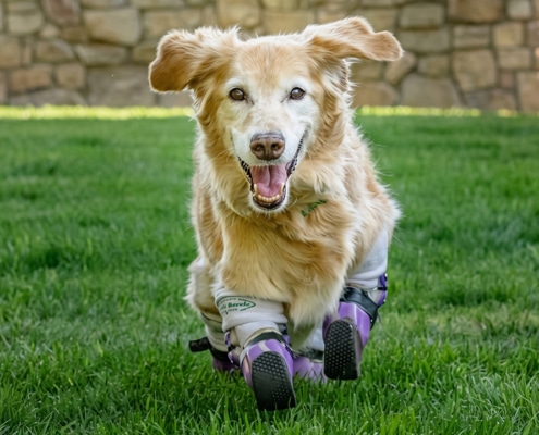 Chi Chi The Quadriplegic Dog