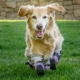 Chi Chi The Quadriplegic Dog