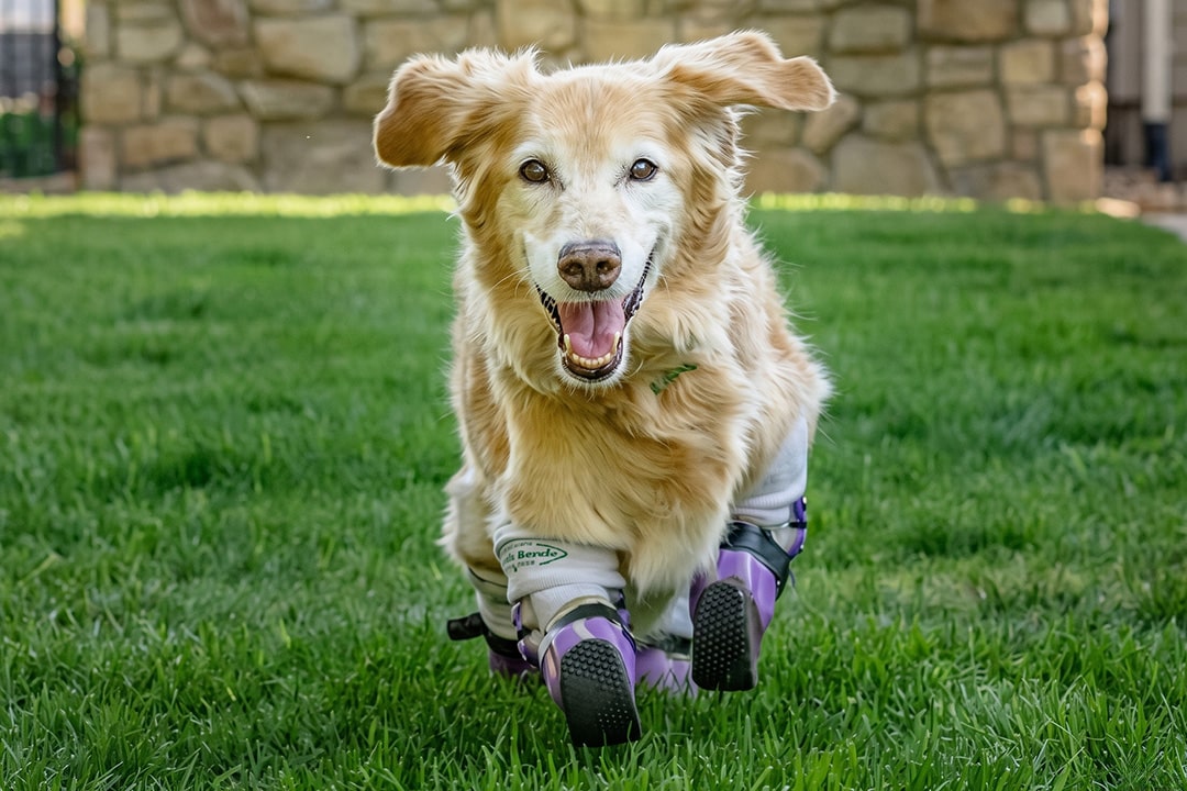 Chi Chi The Quadriplegic Dog