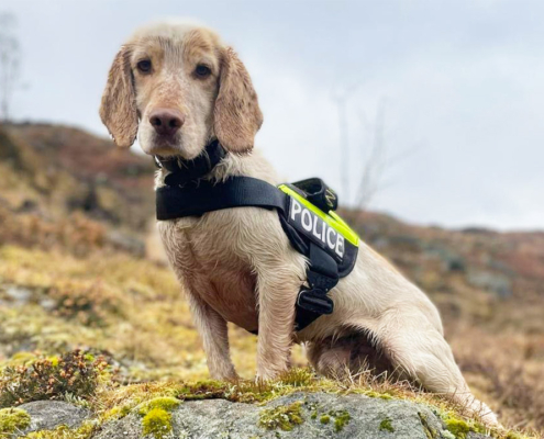Police dog Max in the Scottish Highlands