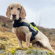 Police dog Max in the Scottish Highlands