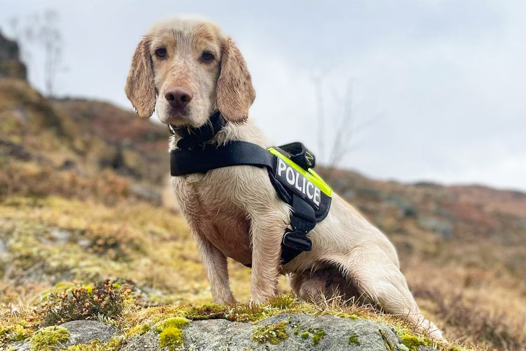 Police dog Max Police dog Max in the Scottish Highlands