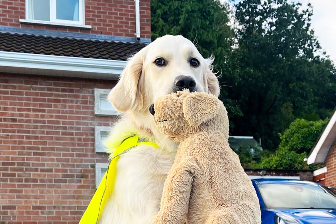 Maddie, the Golden Retriever, with her cuddly toy