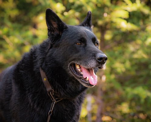 Sako, the hero King Shepherd