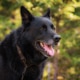 Sako, the hero King Shepherd
