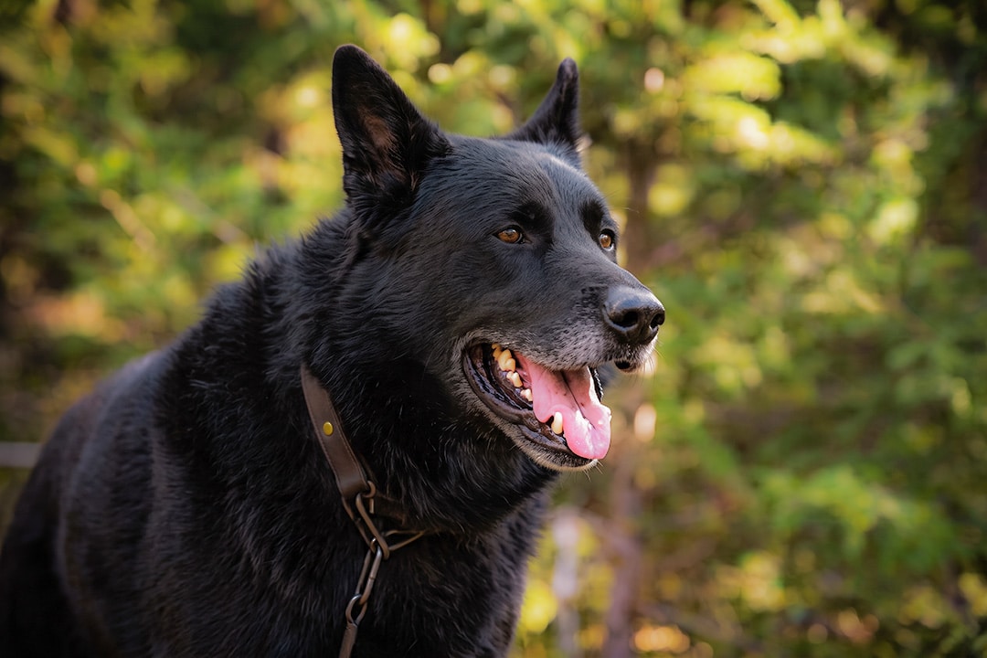 Sako, the hero King Shepherd