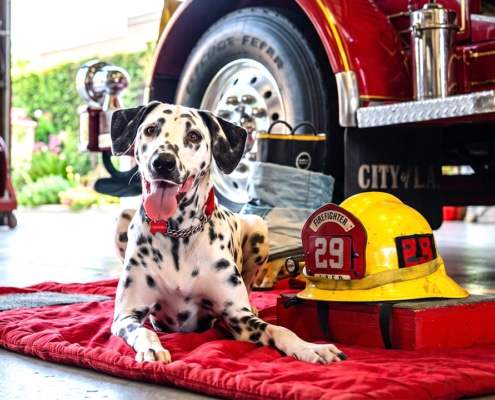 Wilshire at the Los Angeles Fire Department